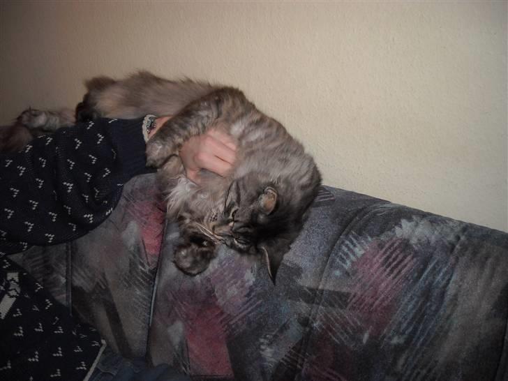 Maine Coon Jensen billede 9