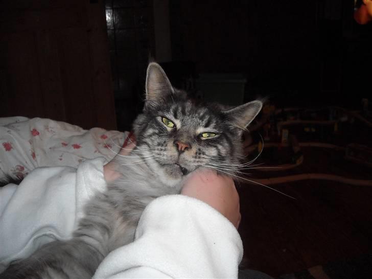 Maine Coon Jensen billede 10