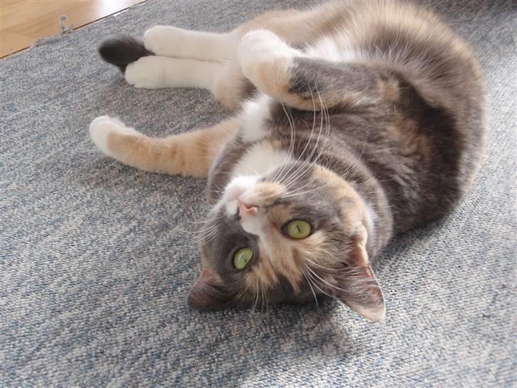 Huskat Maggie - fedtrøv.....  billede 11