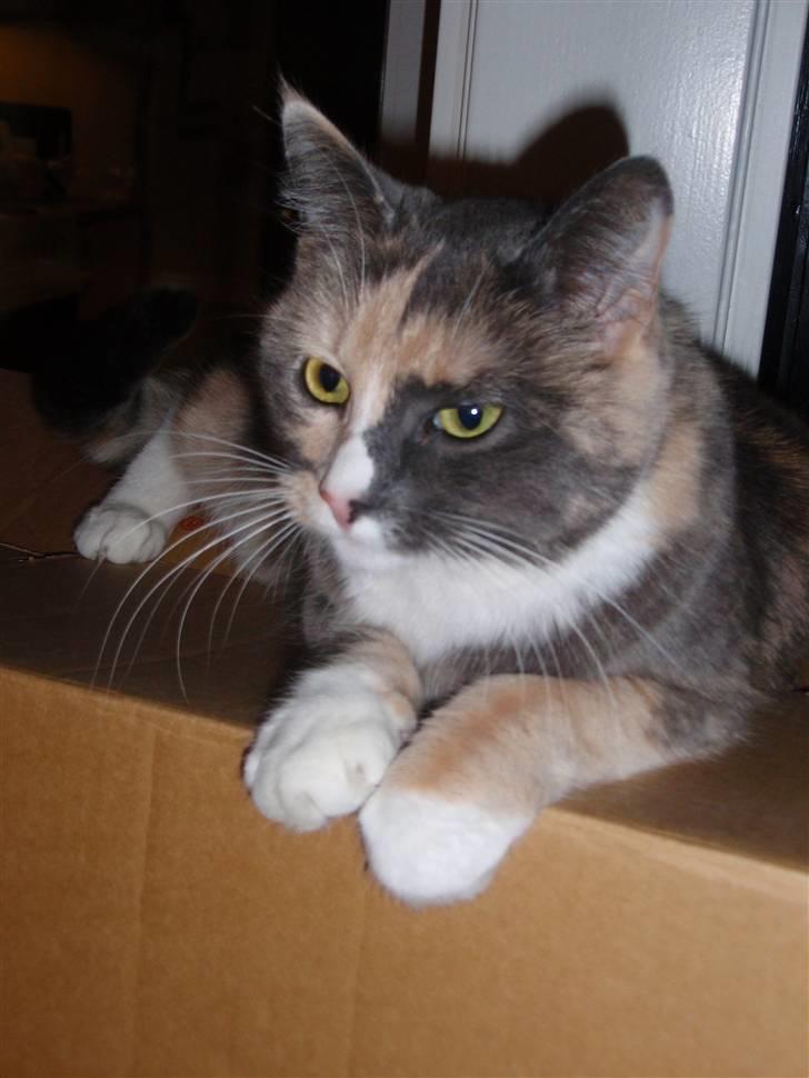 Huskat Maggie billede 12