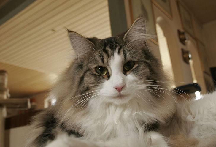 Norsk Skovkat Klan Elliott's Café D'Amour billede 8