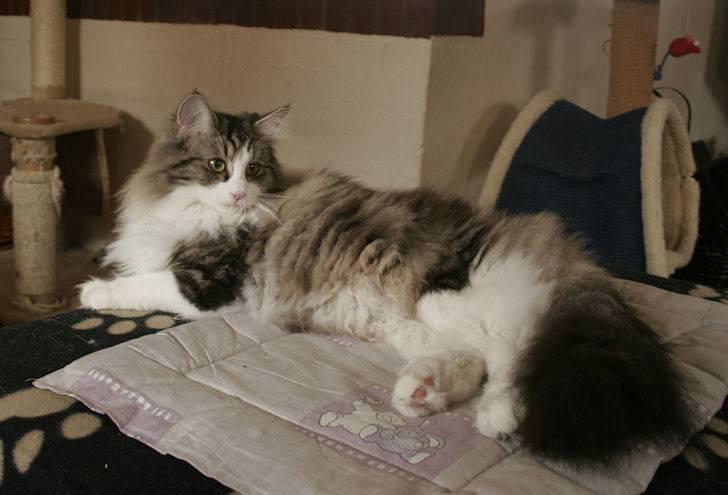 Norsk Skovkat Klan Elliott's Café D'Amour billede 9