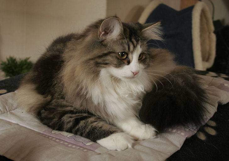 Norsk Skovkat Klan Elliott's Café D'Amour billede 10