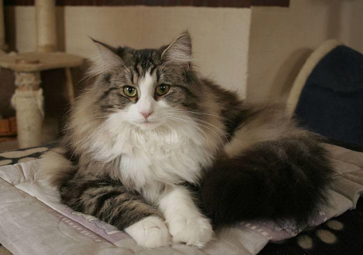 Norsk Skovkat Klan Elliott's Café D'Amour billede 11