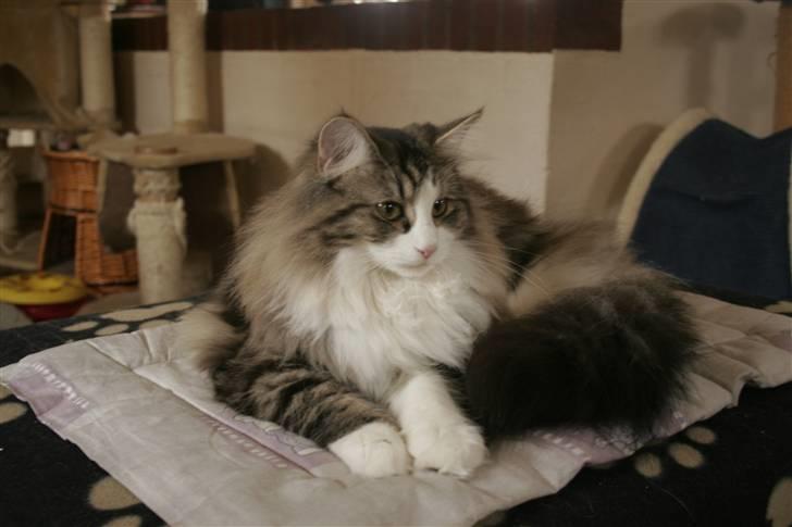 Norsk Skovkat Klan Elliott's Café D'Amour billede 12