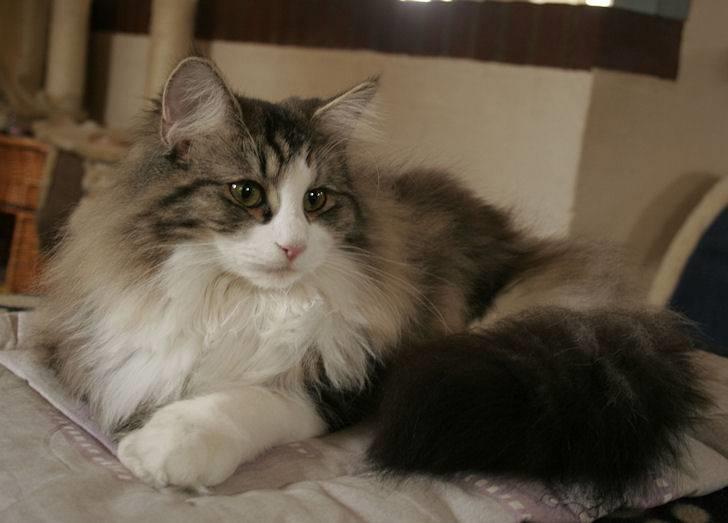 Norsk Skovkat Klan Elliott's Café D'Amour billede 13