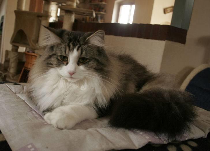 Norsk Skovkat Klan Elliott's Café D'Amour billede 14