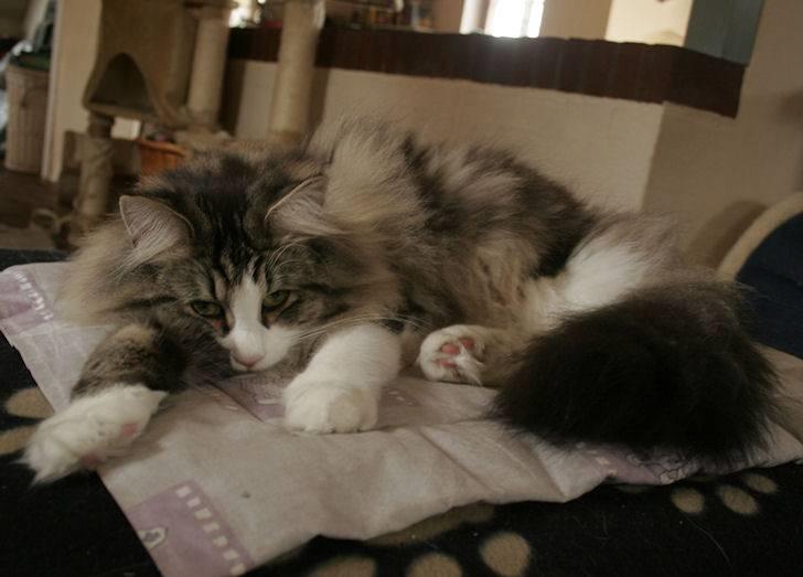 Norsk Skovkat Klan Elliott's Café D'Amour billede 15