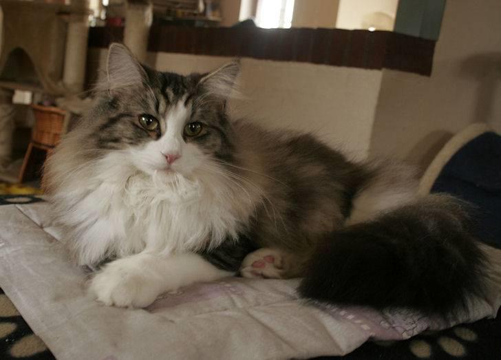 Norsk Skovkat Klan Elliott's Café D'Amour billede 16