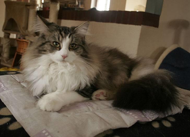 Norsk Skovkat Klan Elliott's Café D'Amour billede 17