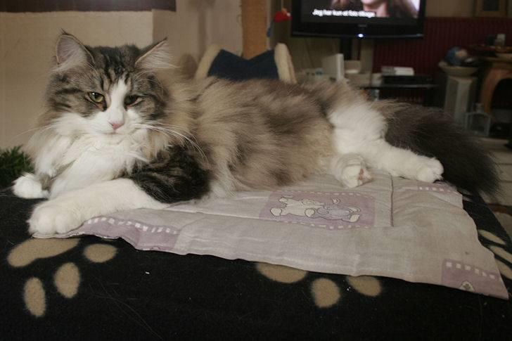 Norsk Skovkat Klan Elliott's Café D'Amour billede 18