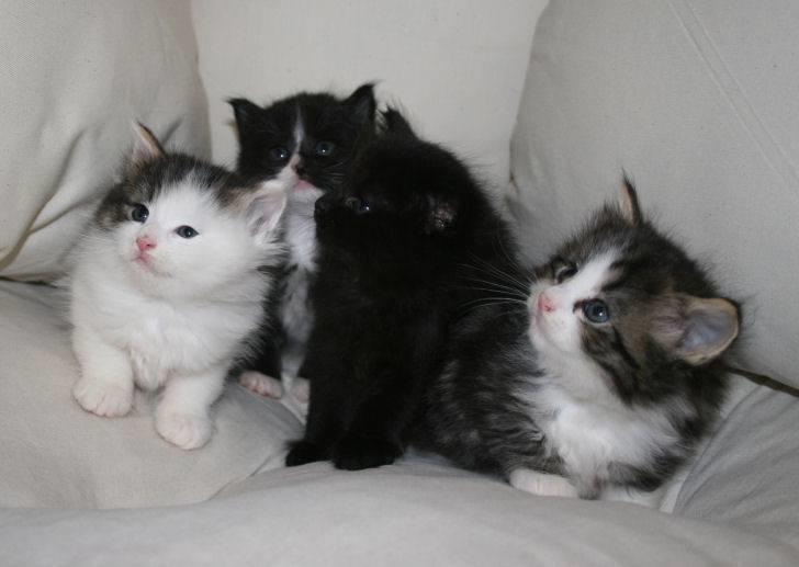 Norsk Skovkat Klan Elliott's Café D'Amour billede 19