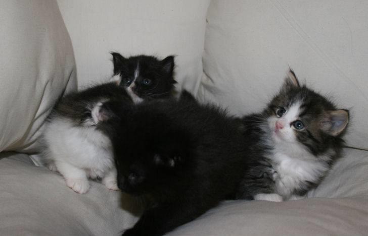 Norsk Skovkat Klan Elliott's Café D'Amour billede 20