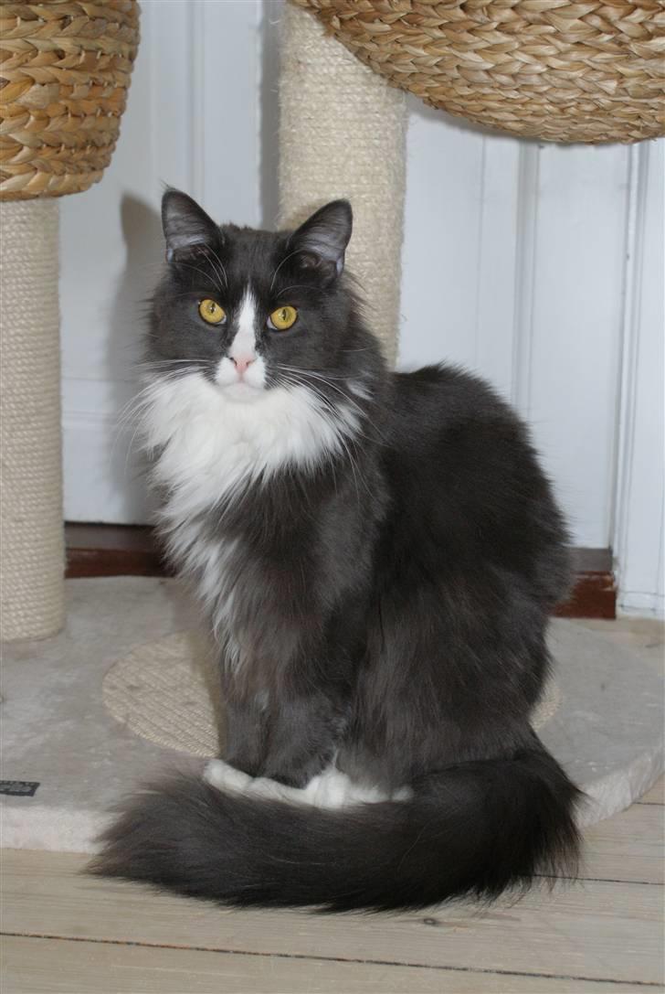 Maine Coon Blue Coon`s Blue Bandit billede 1