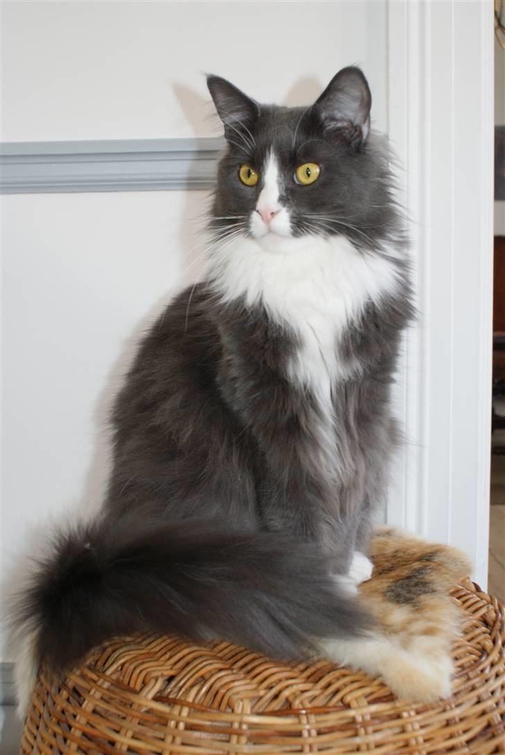 Maine Coon Blue Coon`s Blue Bandit billede 2