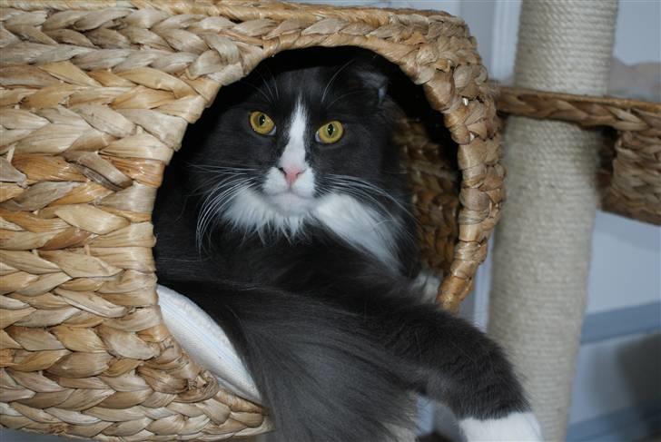 Maine Coon Blue Coon`s Blue Bandit billede 3