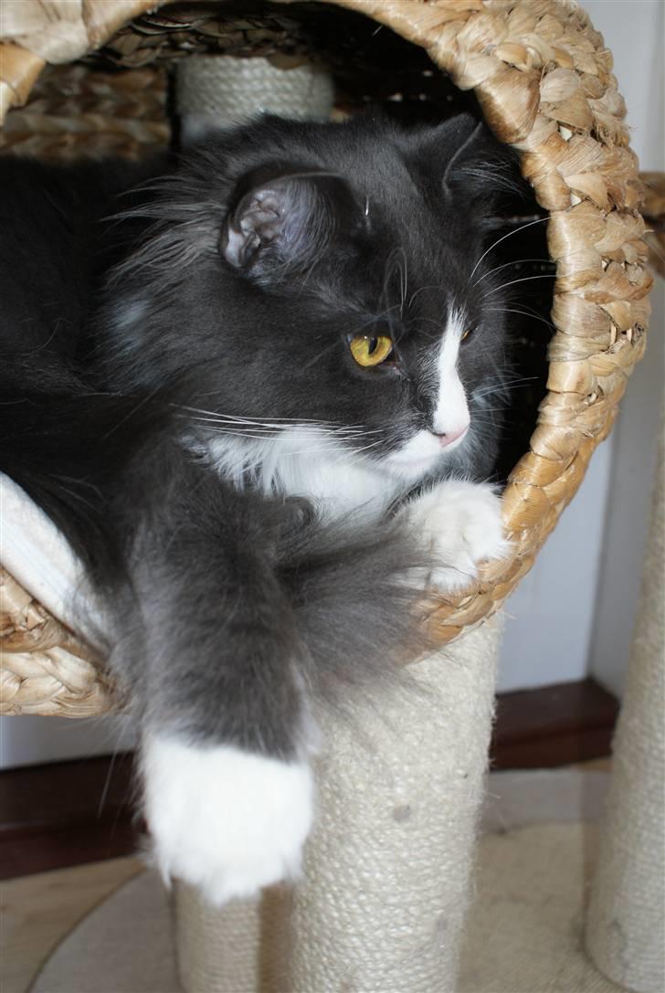 Maine Coon Blue Coon`s Blue Bandit billede 4