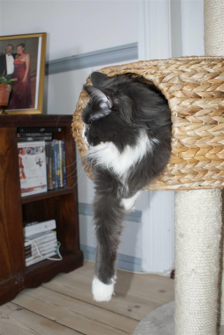 Maine Coon Blue Coon`s Blue Bandit billede 5