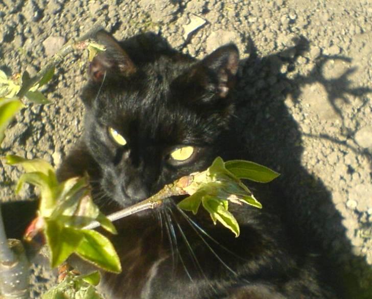 Huskat fie billede 1