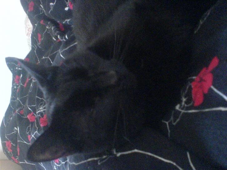 Huskat fie billede 2