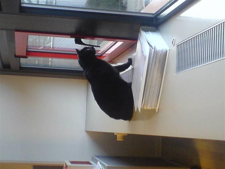 Huskat fie billede 3