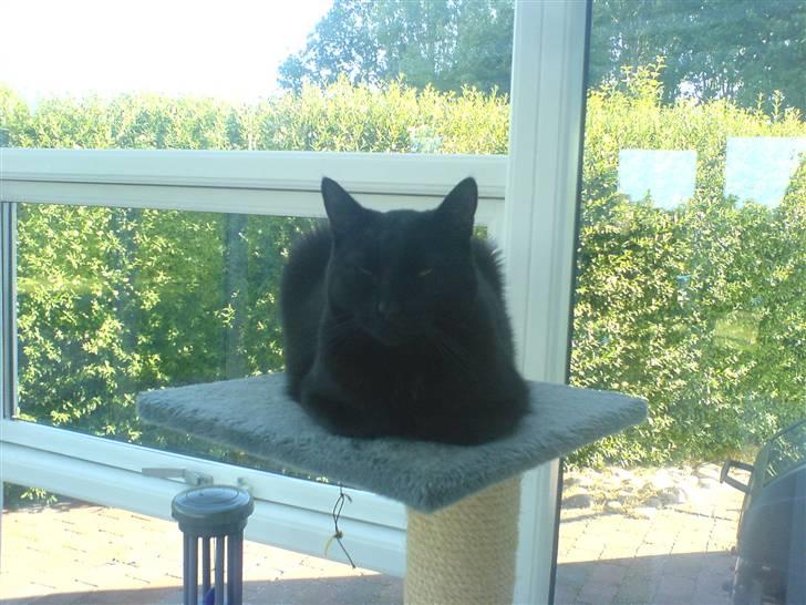 Huskat fie billede 4