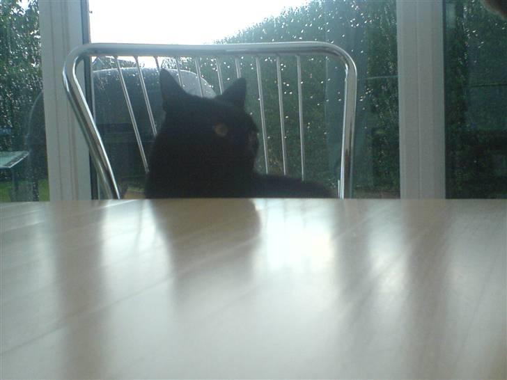 Huskat fie billede 5