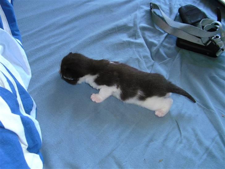 Huskat igen navn i nu billede 2