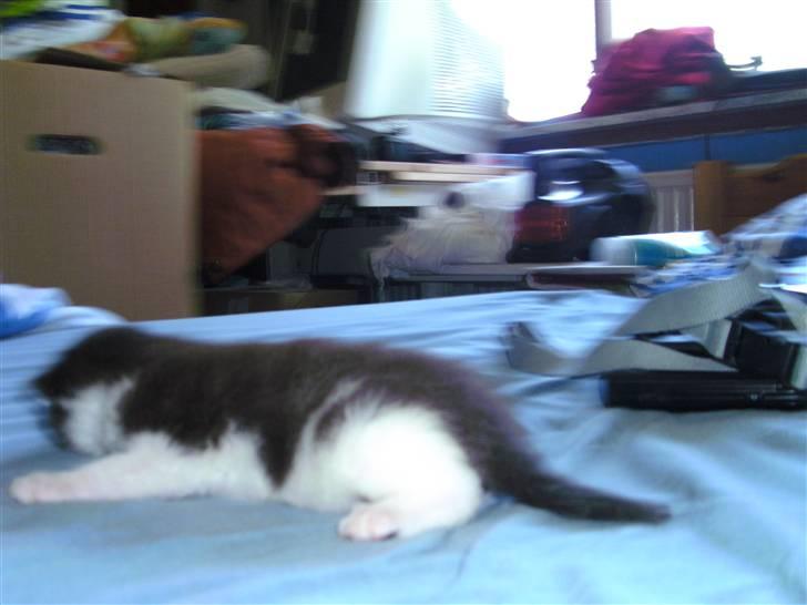 Huskat igen navn i nu billede 3