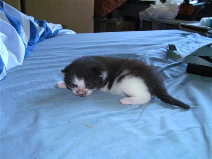 Huskat igen navn i nu billede 4