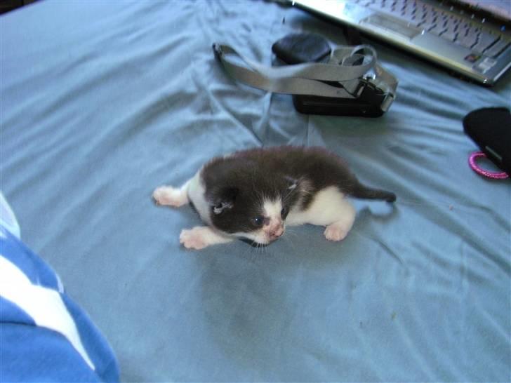 Huskat igen navn i nu billede 5