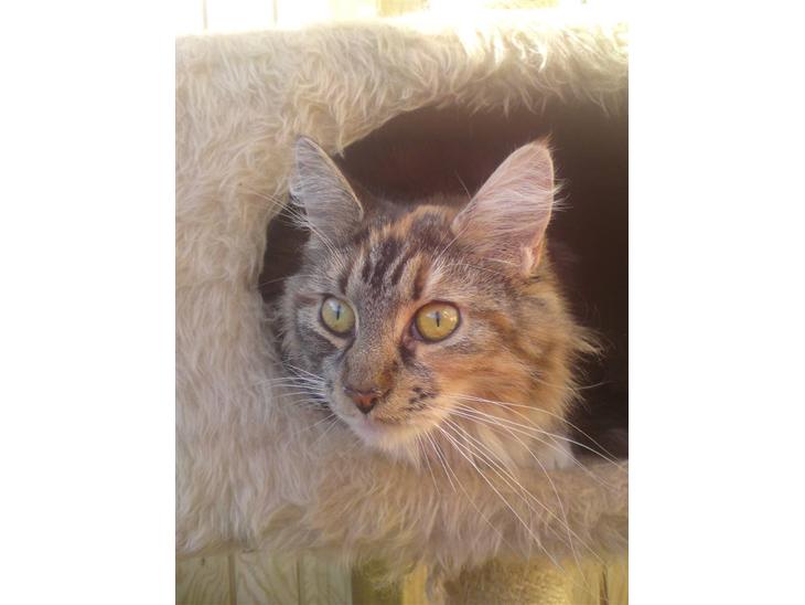 {{currentPhoto.altText}} billede {{currentPhoto.number}}