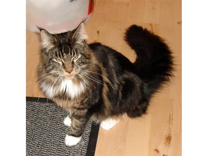 {{currentPhoto.altText}} billede {{currentPhoto.number}}