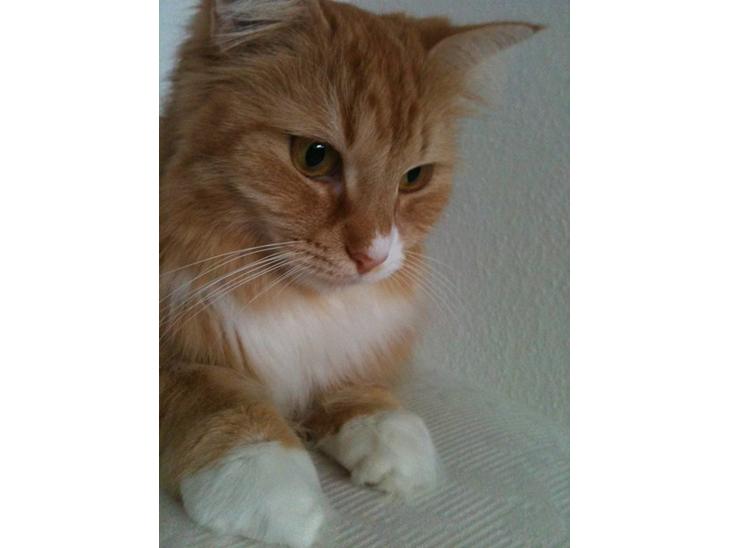 Maine Coon Bellami Solgt :( billede 1