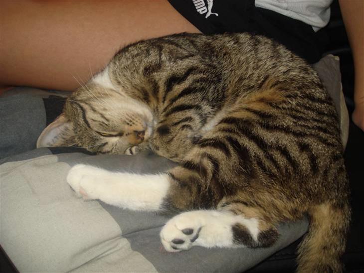 Huskat Putte billede 1