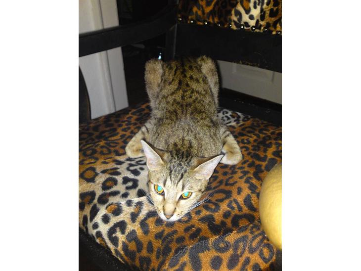 Ocicat bacon billede 1
