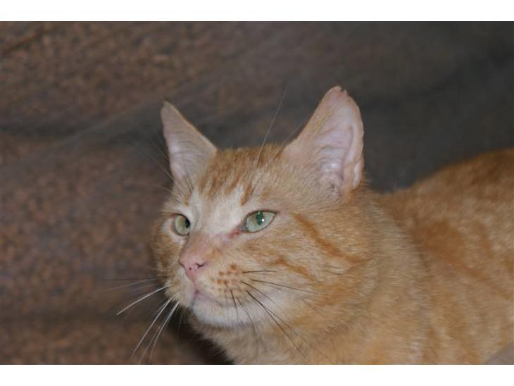 Blanding af racer Garfield <3 billede 1