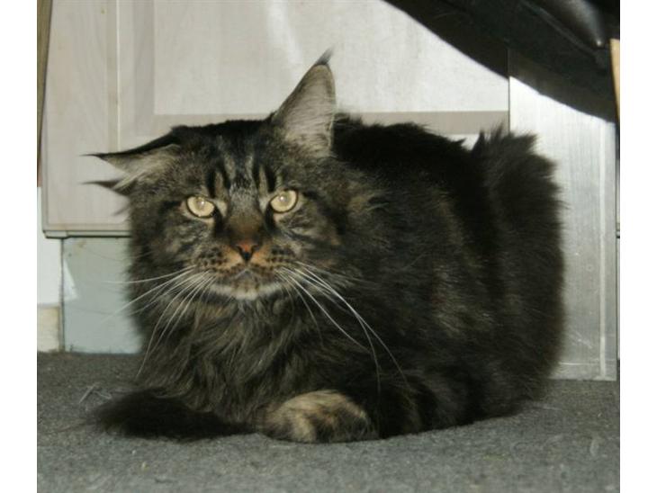 Maine Coon Sylvester - her er min basse næsten 2 år billede 1