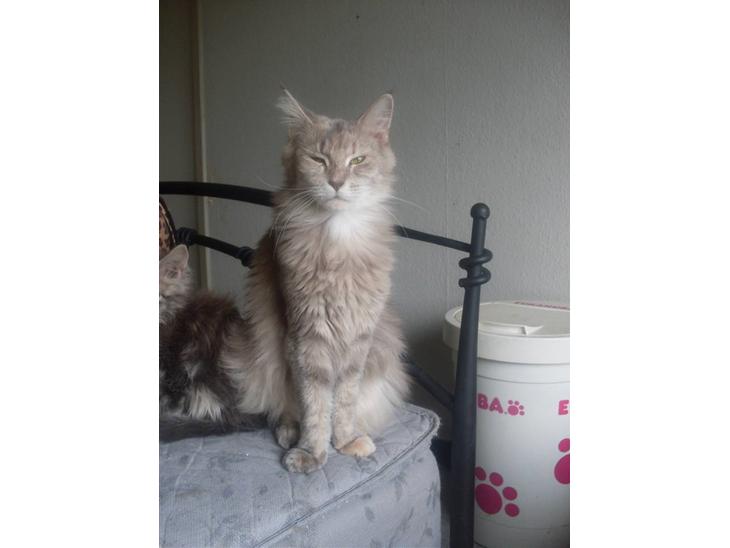 Maine Coon Jabba R.I.P mor´s baby - taget den 12/9-09 billede 1