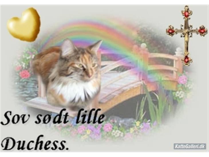Maine Coon Duchess R.I.P min skat - her er hun kun 4 mdr billede 1