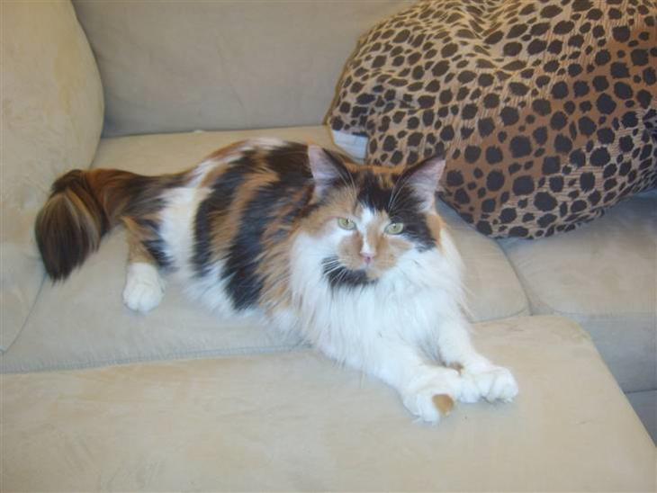 Maine Coon Shakira P R.I.P min skat billede 1