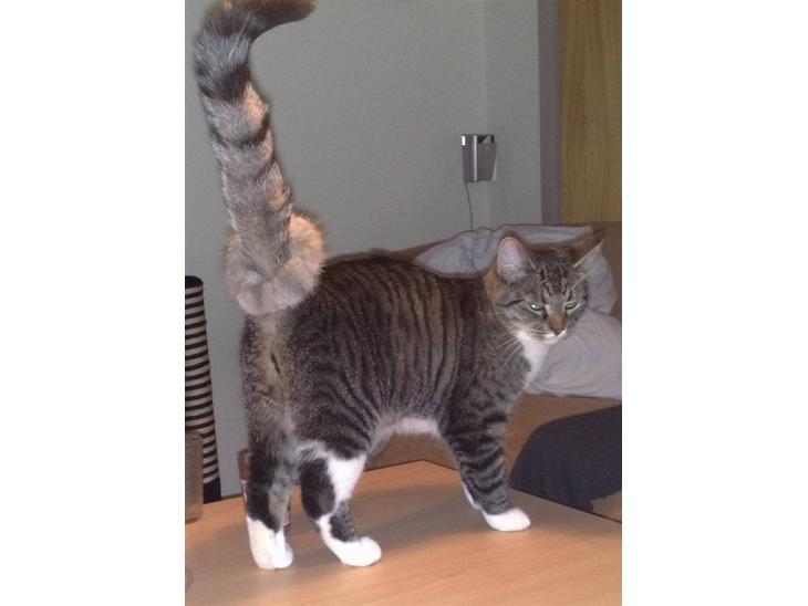 Huskat Gizmo billede 1
