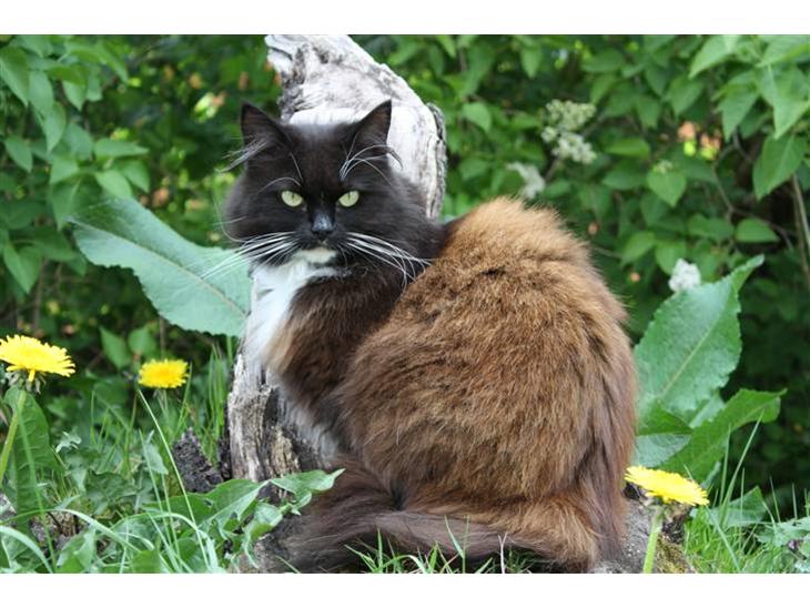 {{currentPhoto.altText}} billede {{currentPhoto.number}}