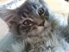 Maine Coon Nala (Kejserinden)