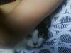 Huskat Silke