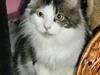 Maine Coon R.I.P smukke Basse [ Himmelkat]
