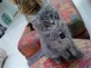Maine Coon Silver