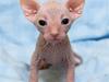 Sphynx Cassiopeia