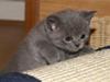 British Shorthair Bertram