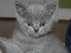 British Shorthair Charlie